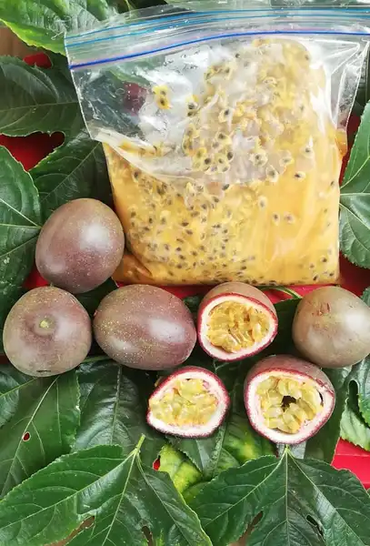 PUPA DE GULUPA 500 ml